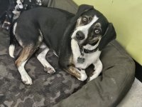 2025-Pet-Photos-1