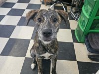 2025-Pet-Photos-7