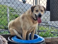 2025-Pet-Photos-8